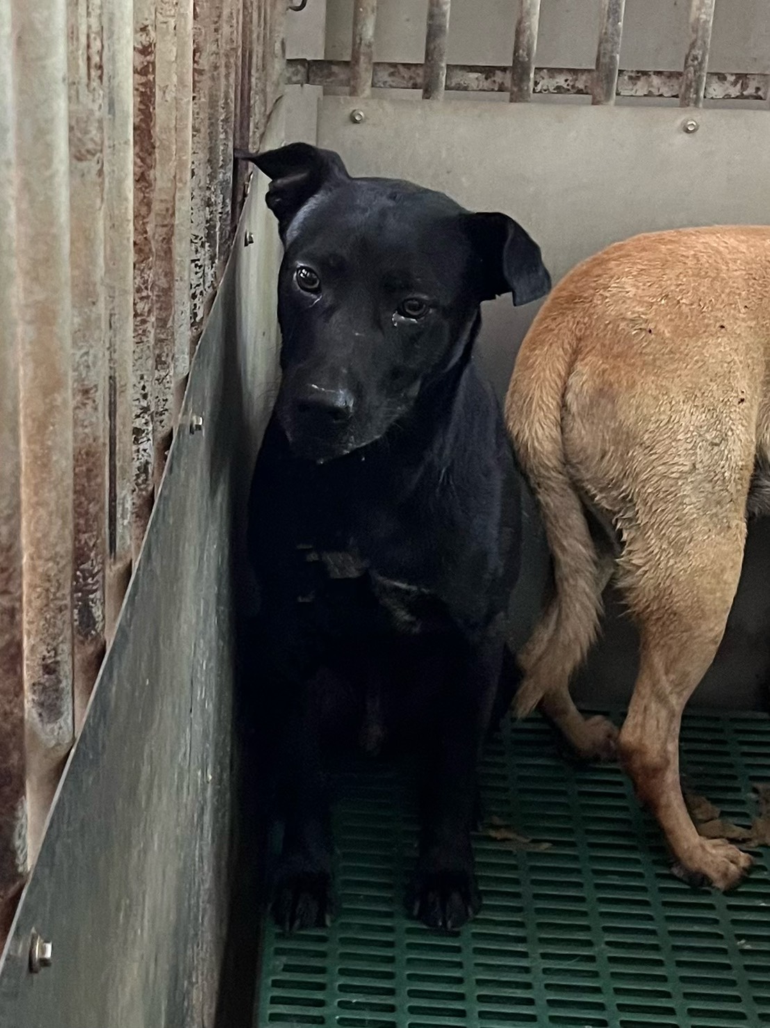 彰化縣待認養狗 混種犬