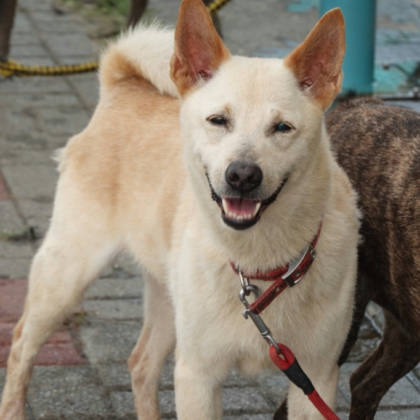 台南市待認養狗｜混種犬｜黃色｜公