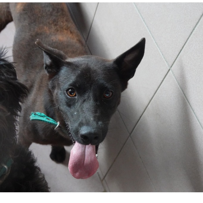 台南市待認養狗 混種犬
