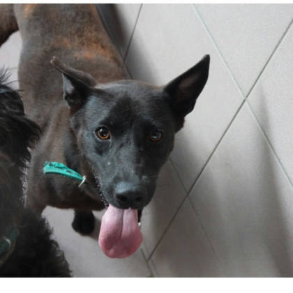 台南市待認養狗｜混種犬｜黑色｜母