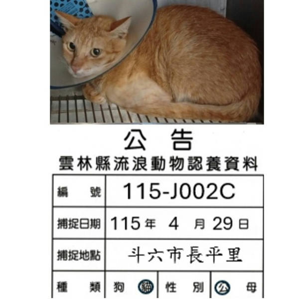 雲林縣待認養貓 混種貓