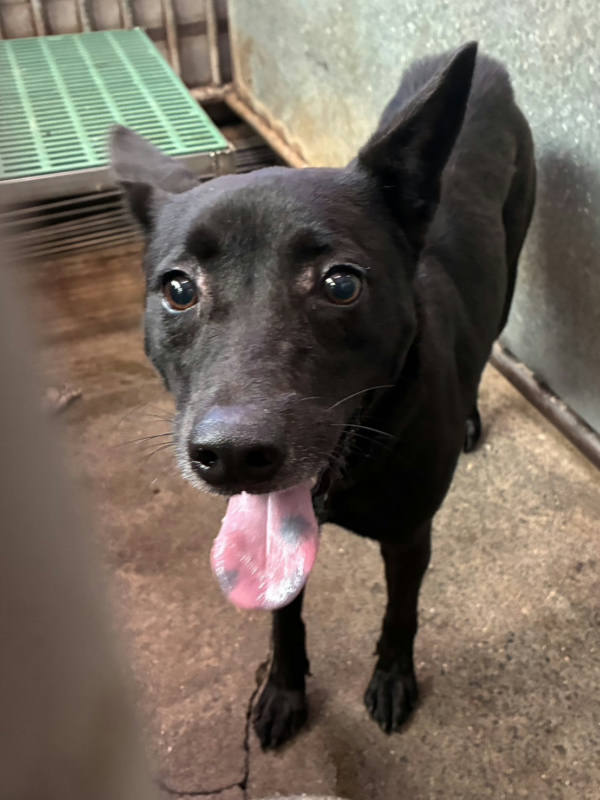 彰化縣待認養狗 混種犬