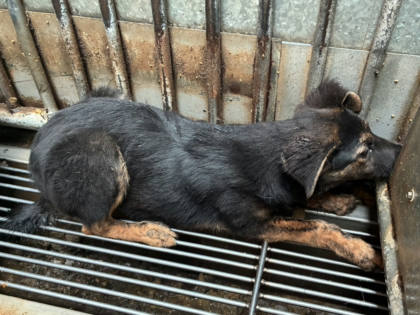 彰化縣待認養狗｜混種犬｜黑黃色｜母