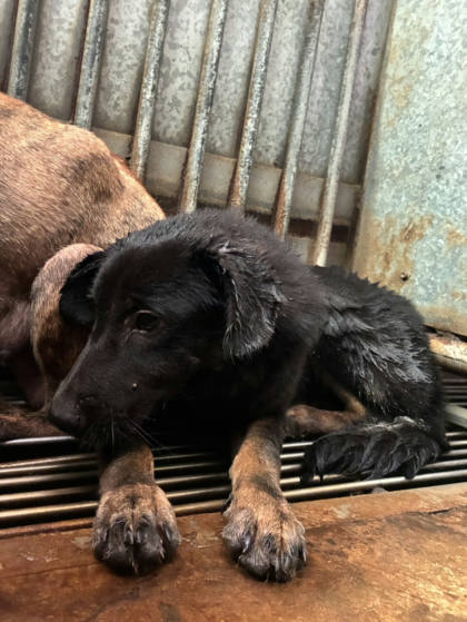彰化縣待認養狗｜混種犬｜黑黃色｜母