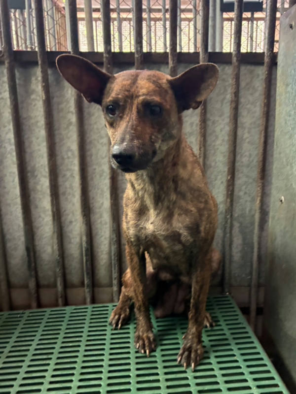彰化縣待認養狗 混種犬