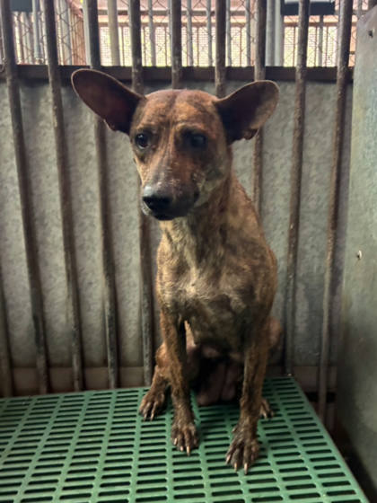 彰化縣待認養狗｜混種犬｜虎斑色｜母