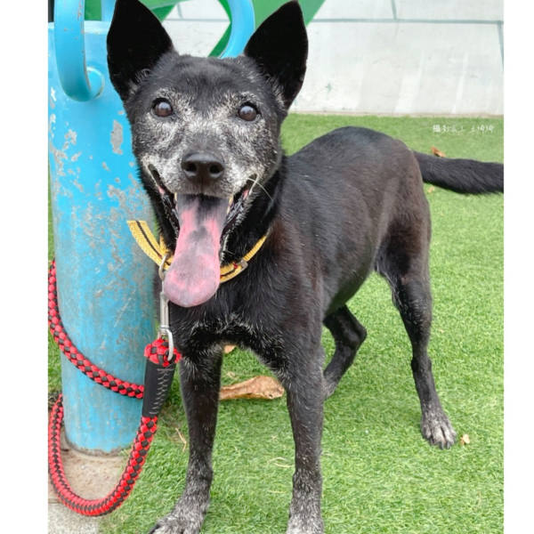 台南市待認養狗 混種犬