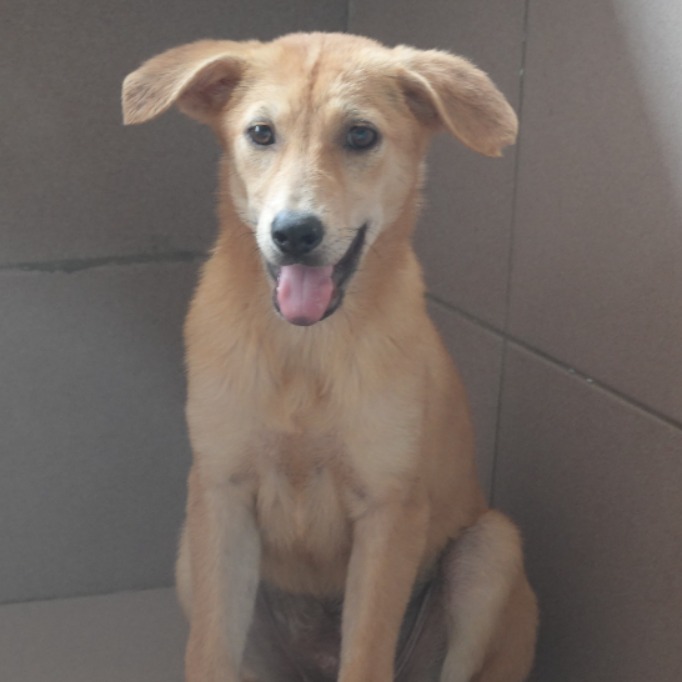 台南市待認養狗 混種犬