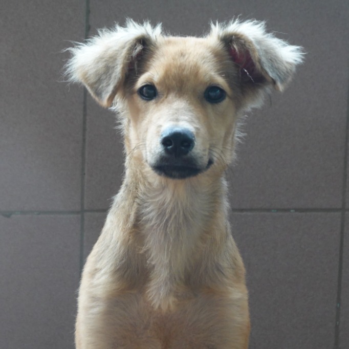 台南市待認養狗 混種犬
