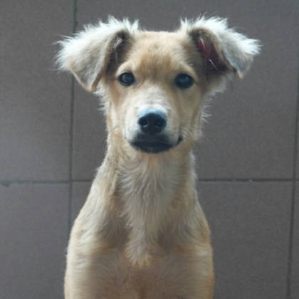台南市待認養狗｜混種犬｜黑黃色｜公