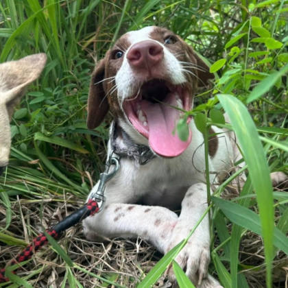 台南市待認養狗｜混種犬｜棕白色｜公