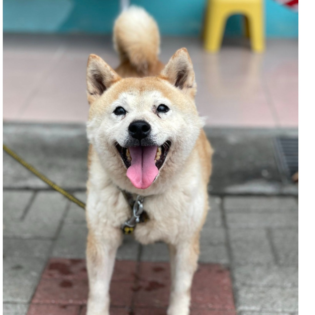台南市待認養狗 柴犬