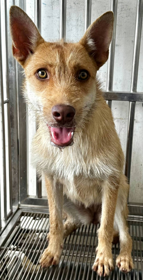 花蓮縣待認養狗 混種犬