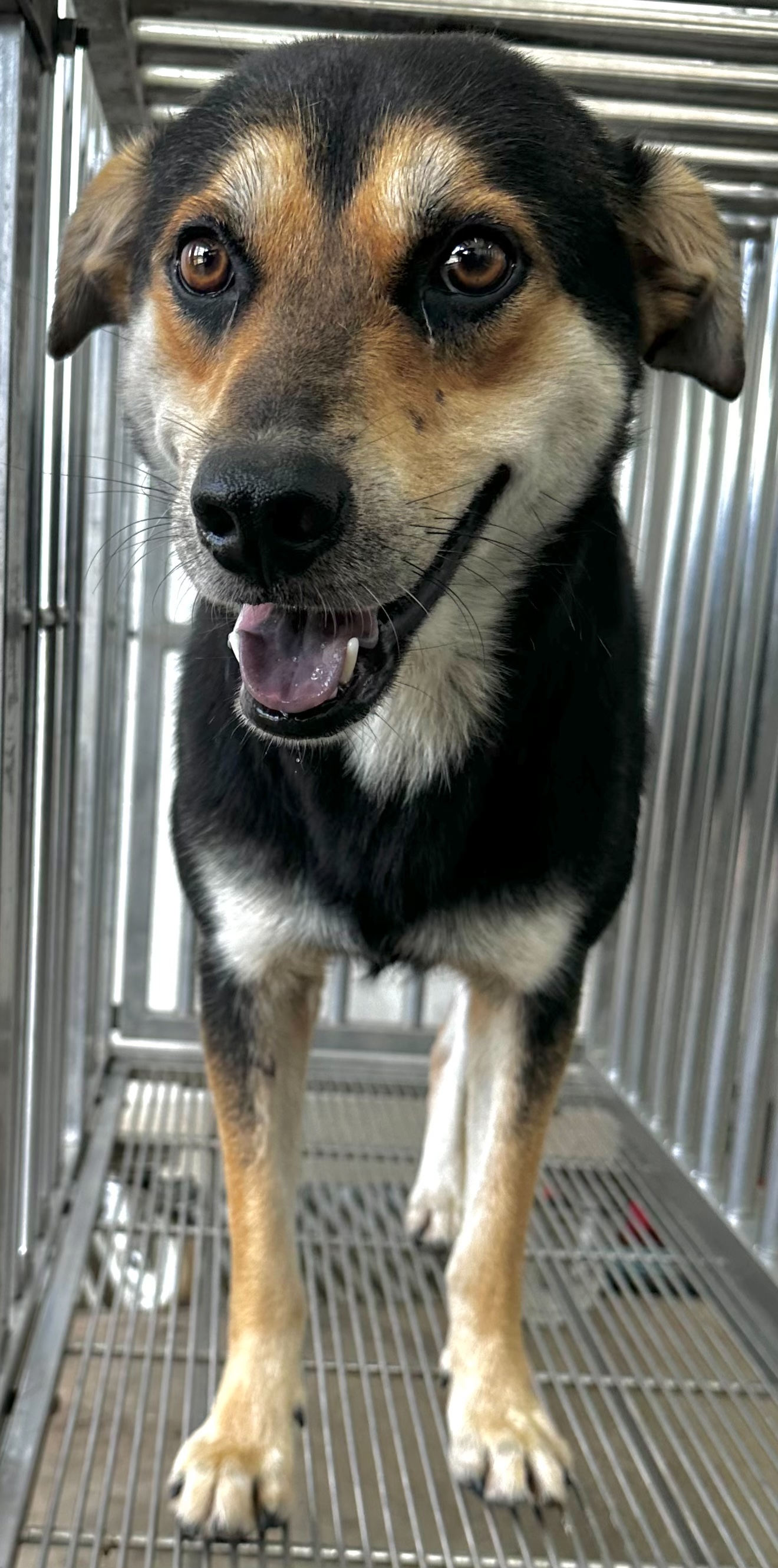 花蓮縣待認養狗 混種犬