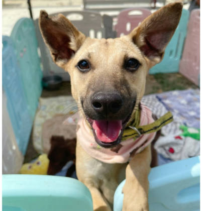 台南市待認養狗｜混種犬｜母