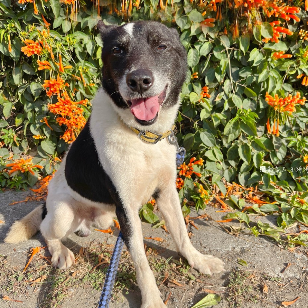 台南市待認養狗 混種犬