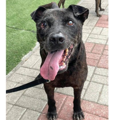 台南市待認養狗｜混種犬｜黑色｜公