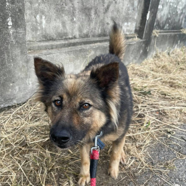 台南市待認養狗 混種犬