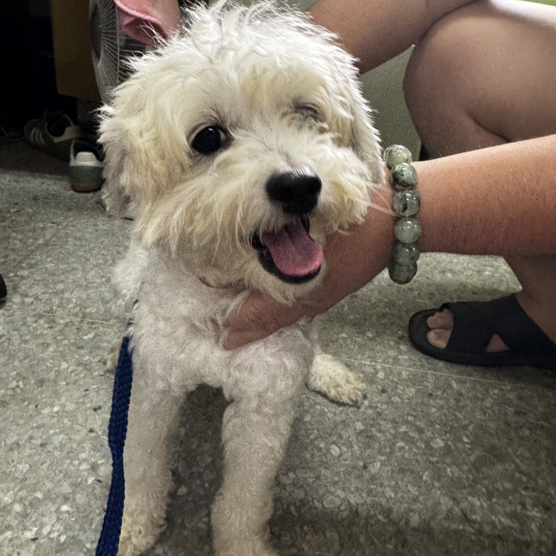 新北市待認養狗 貴賓犬