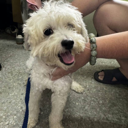 新北市待認養狗｜貴賓犬｜白色｜公