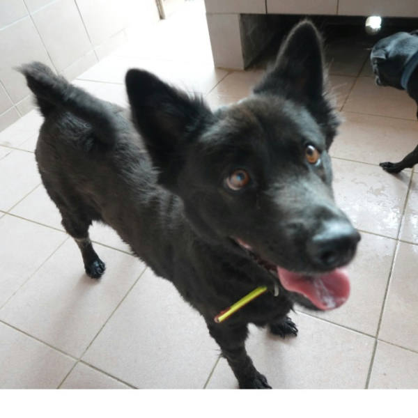 台南市待認養狗 混種犬