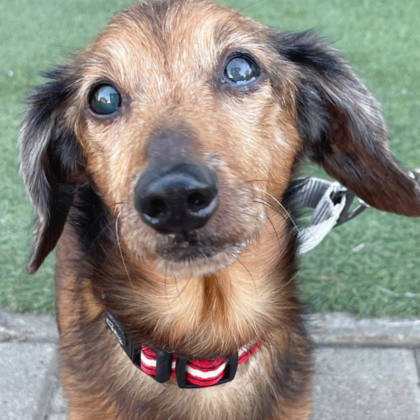 台南市待認養狗｜臘腸犬｜咖啡色｜公
