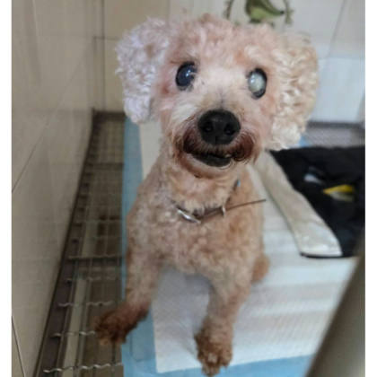 台南市待認養狗｜貴賓犬｜棕色｜母