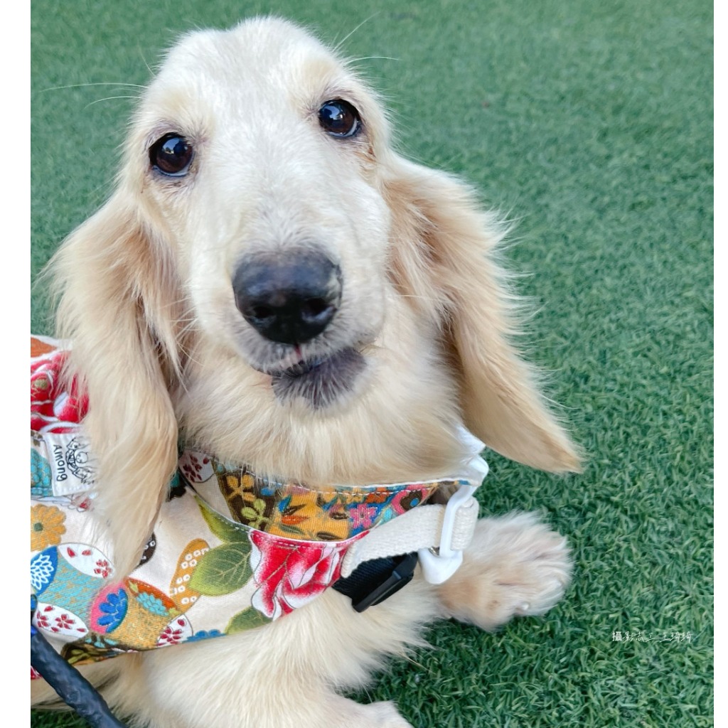台南市待認養狗 臘腸犬