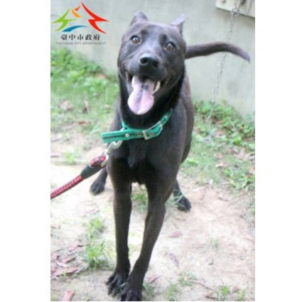 台中市待認養狗 混種犬