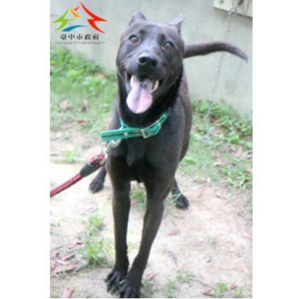 台中市待認養狗｜混種犬｜黑色｜母