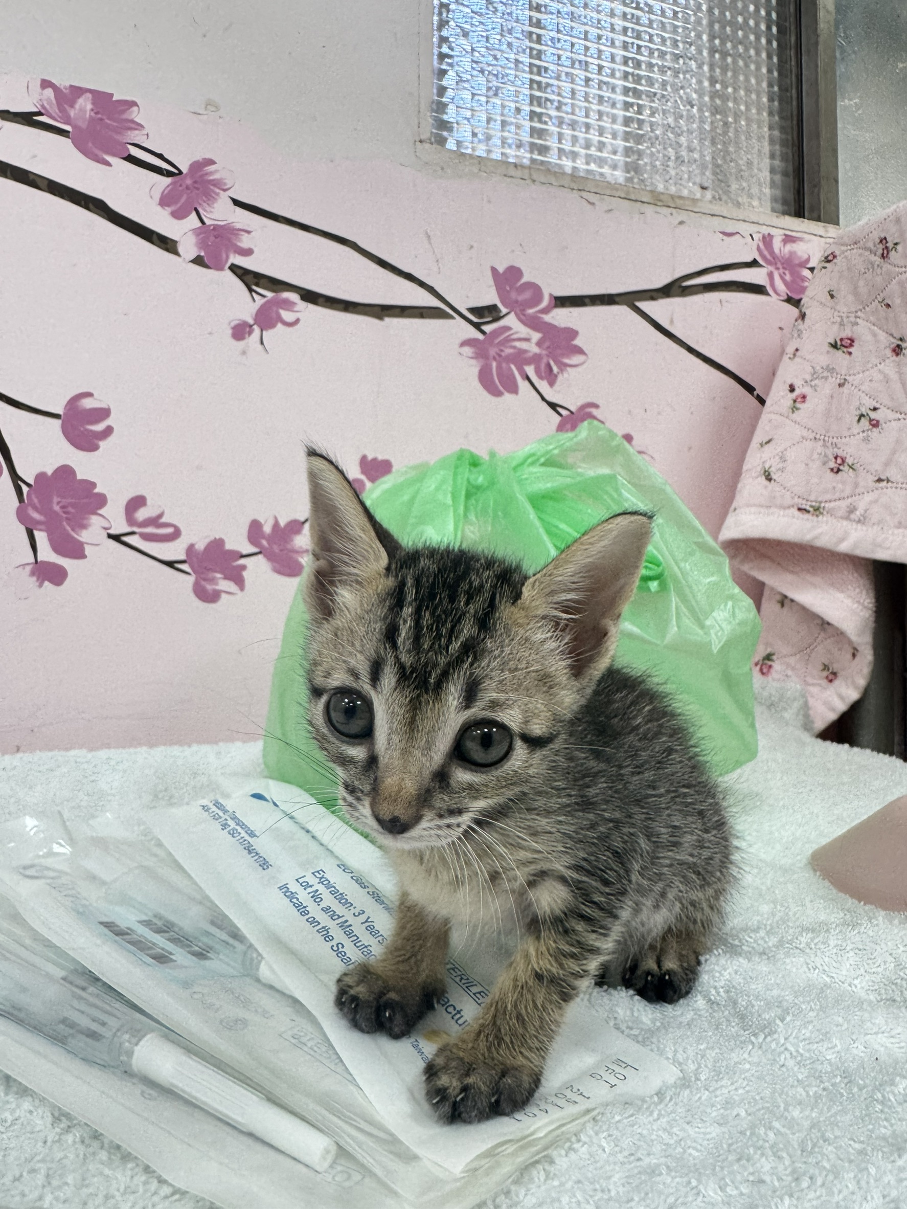 新北市待認養貓 混種貓