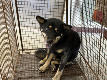 桃園市待認養狗｜柴犬｜黑色｜母
