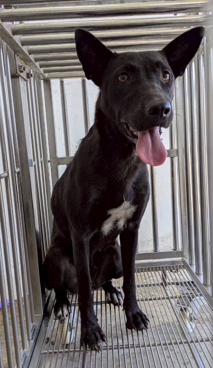 花蓮縣待認養狗 混種犬