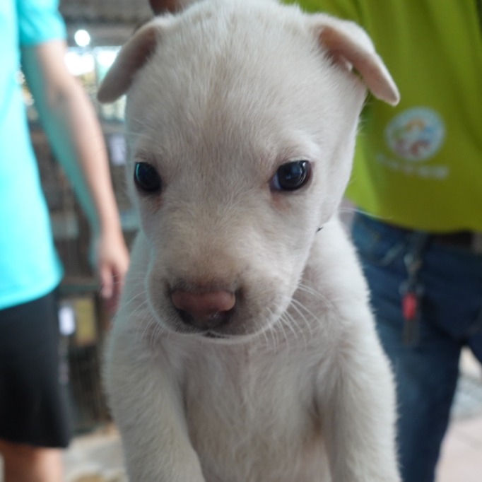 台南市待認養狗 混種犬