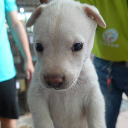台南市待認養狗｜混種犬｜白色｜公