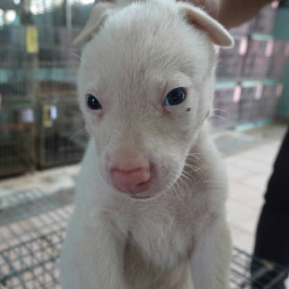台南市待認養狗｜混種犬｜白色｜公