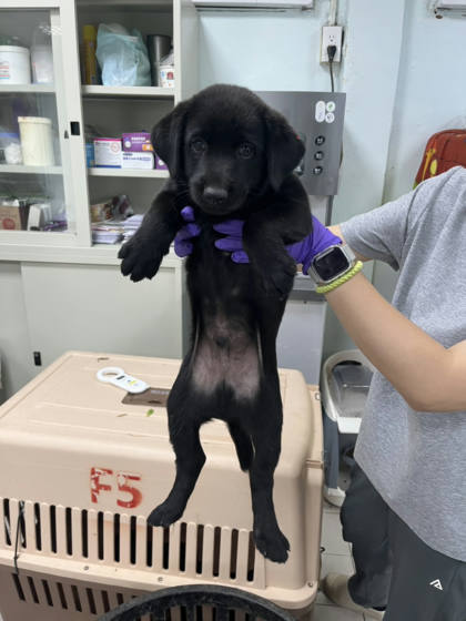 彰化縣待認養狗｜混種犬｜黑色｜公