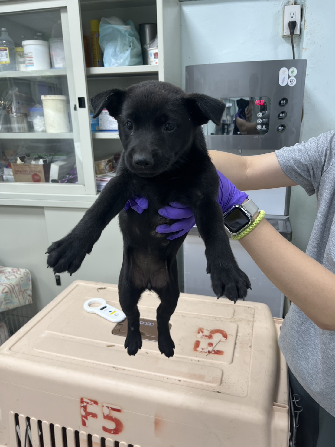 彰化縣待認養狗 混種犬