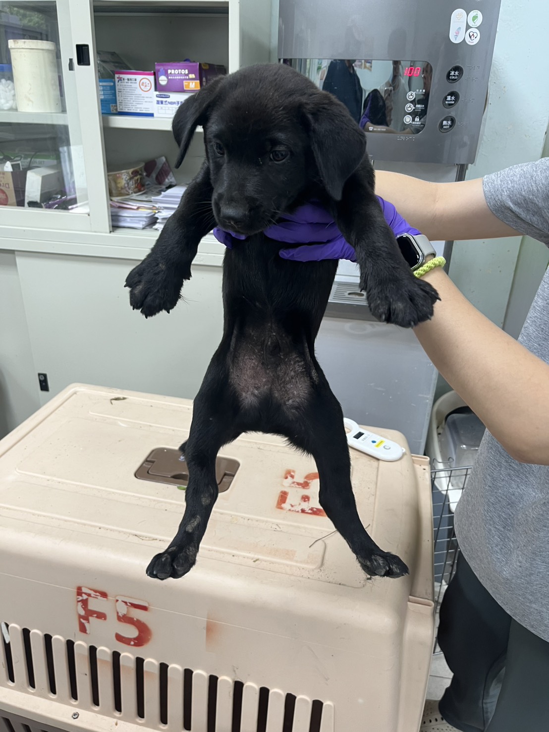 彰化縣待認養狗 混種犬