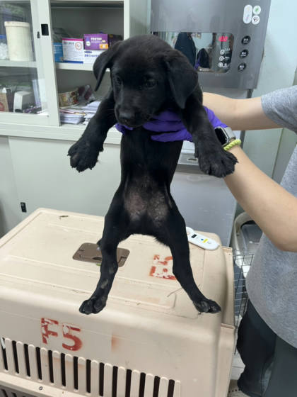 彰化縣待認養狗｜混種犬｜黑色｜公