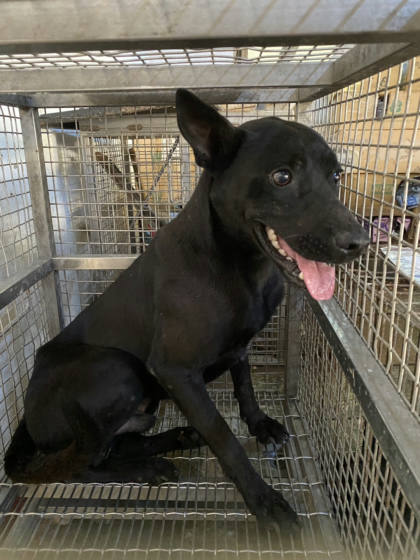 台南市待認養狗｜混種犬｜黑色｜公