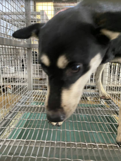 台南市待認養狗｜混種犬｜黑黃色｜公