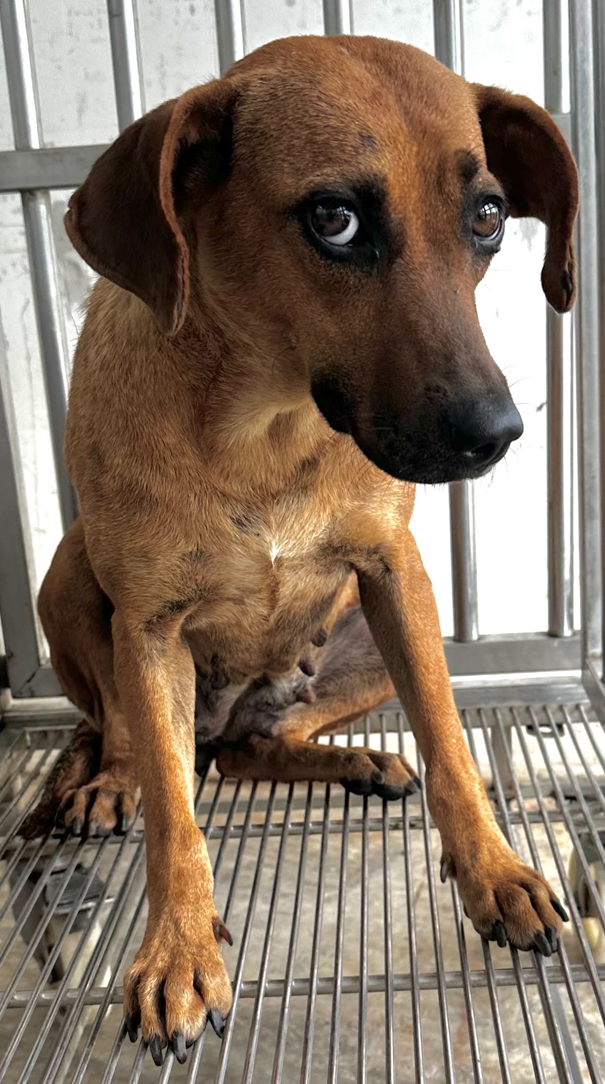 花蓮縣待認養狗 混種犬