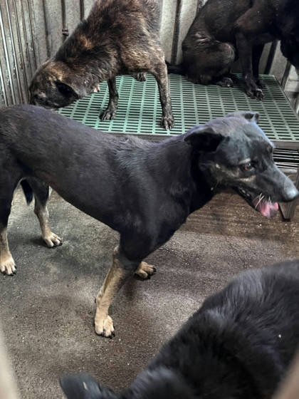 彰化縣待認養狗｜混種犬｜黑黃色｜母