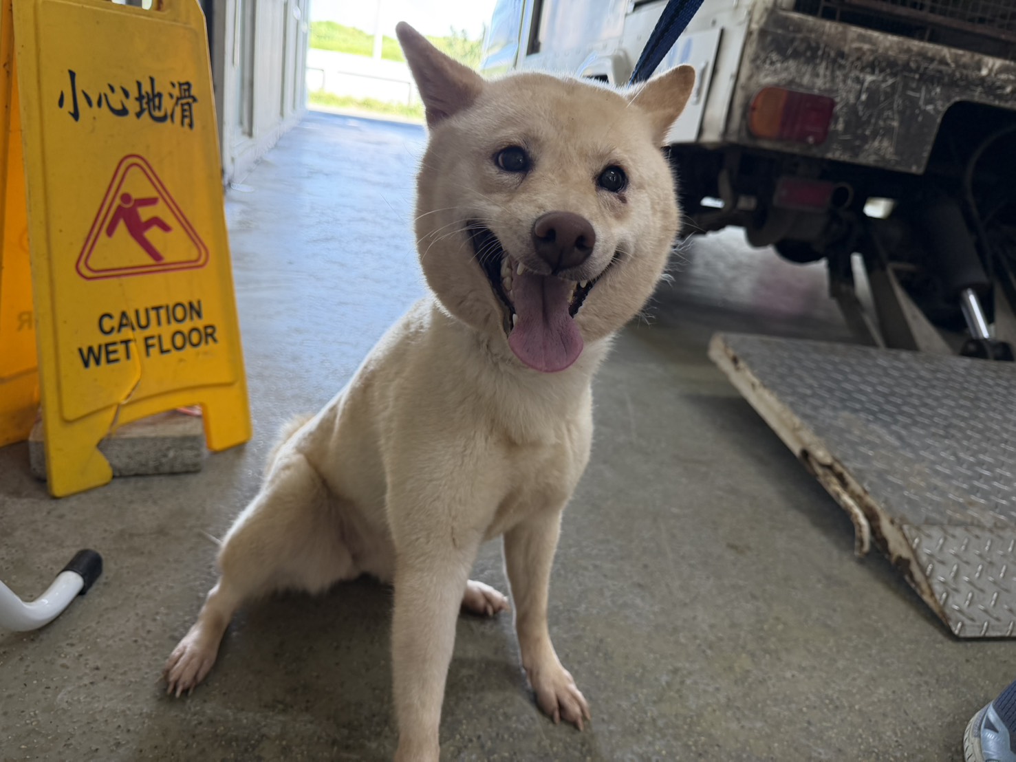 桃園市待認養狗 柴犬