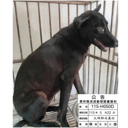 雲林縣待認養狗｜混種犬｜黑色｜母
