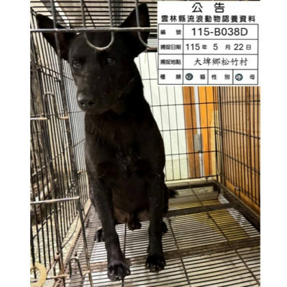 雲林縣待認養狗｜混種犬｜黑色｜公