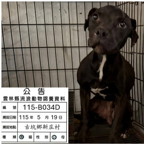 雲林縣待認養狗 比特犬