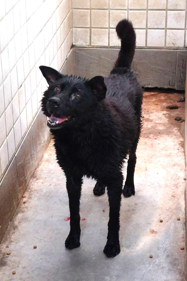 宜蘭縣待認養狗 混種犬