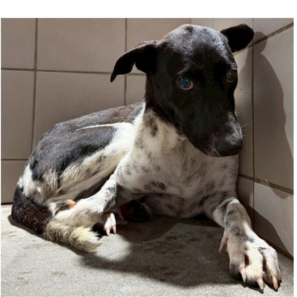 花蓮縣待認養狗 混種犬